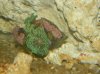 Schroom.JPG
