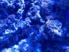 new coral frag.JPG