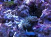 Frogspawn.JPG