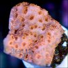 Insane Metallic Orange Pavona.jpg