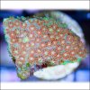 Lemon Sherbet Goniopora.jpg