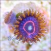 Rare Red Hornet Zoas.jpg