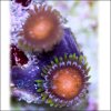 Solar Flare Zoas.jpg