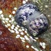 Nerite Eggs.jpg
