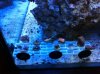 New Frags 1.JPG