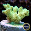 Cadmium Pocillopora.jpg