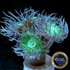 Giant Green Polyp Duncan.jpg