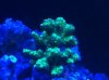 Cadmium Pocillopora.JPG
