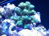 Cadmium Pocillopora2.JPG
