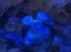 Giant Green Polyp Duncan.JPG