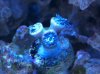 Giant Green Polyp Duncan2.JPG
