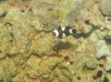 2012-07-15 Clown fish 2.JPG