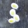 egg 1.jpg