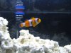3reef 002.JPG