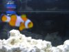 3reef 003.JPG