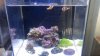 OCReef-Nano-Fish-Tanks.jpg