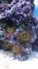 Polyps.jpg