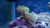 frogspawn 005.jpg