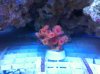 Dendro Mini Colony.JPG