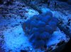 Blue Bubble Coral Open.JPG