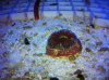 Scolymia australis Acan Maxima.JPG