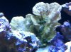 Montipora Foliosa Colony.JPG
