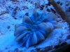 Blue Bubble Coral.JPG