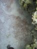 3reef10059234 009.JPG