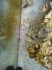 3reef10059234 012.JPG