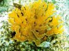 StagHornCoral.jpg