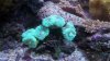 coralnew 005.jpg