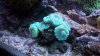 coralnew2 002.jpg