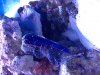 wrasse.jpg