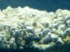 IMG_0527.jpg