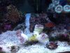 Hammer Coral 10-12-2012.jpg