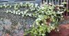 DSC00335.jpg