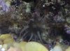 Sea Anenome.jpg