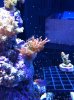 small rose bta.jpg
