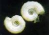 spirorbis2.jpg