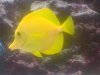 yellow tang.jpg