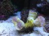 Hammer Coral 10-20-2012.jpg