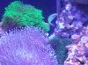 65 sps 027.JPG
