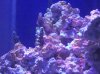65 sps 030.JPG