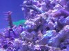65 sps 031.JPG