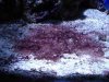 cyanobacteria-lg.jpg