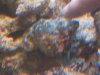 old blue 3.JPG