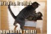 shipping cats.jpg