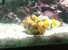 clam:clown.jpg