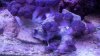 purple 004.jpg