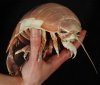 giant-isopod-bathynomus-giganteus.jpg